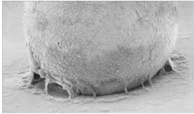 助焊劑的性能特點(diǎn)